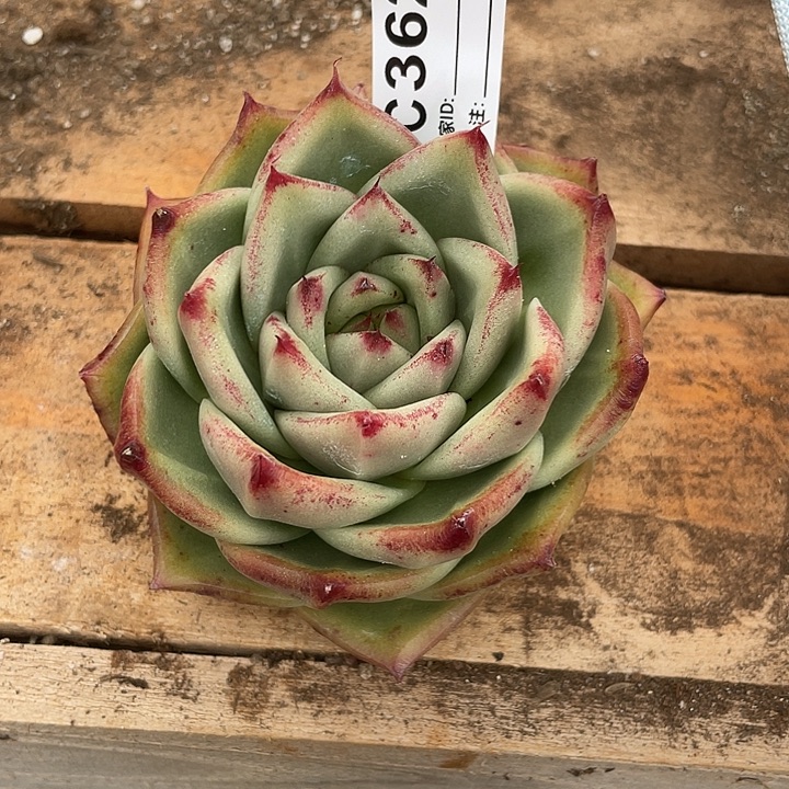 若如东云单拍C362