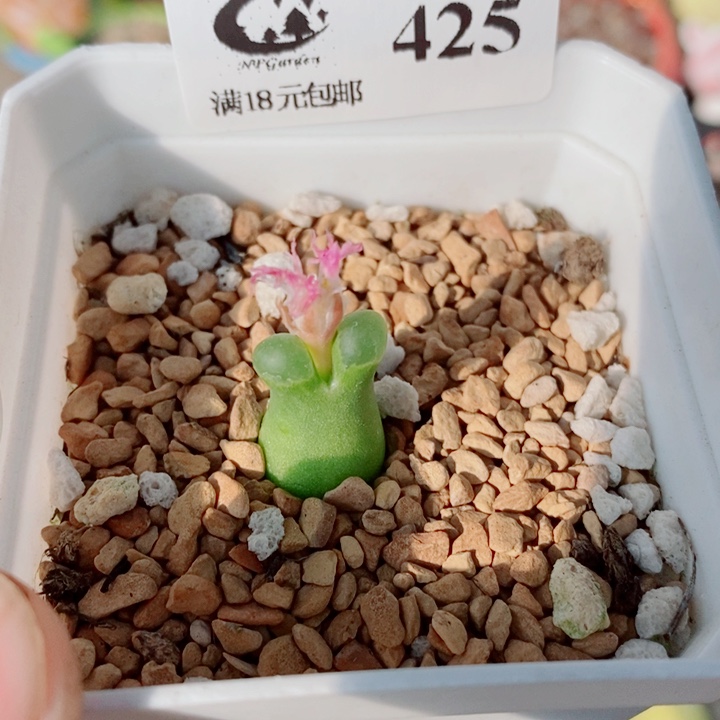 美丽的生石花花425