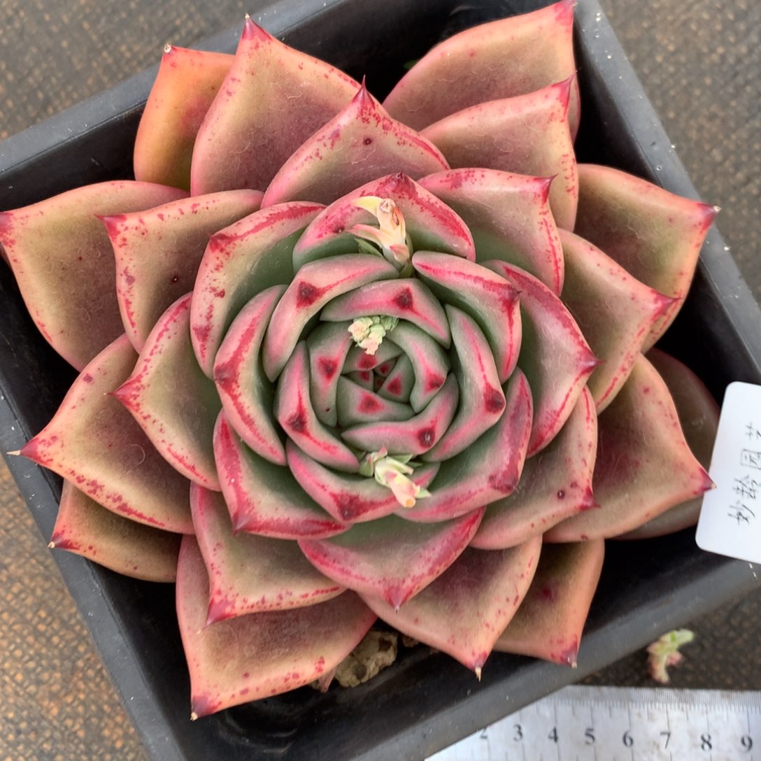 3985杂交精品基地13厘米