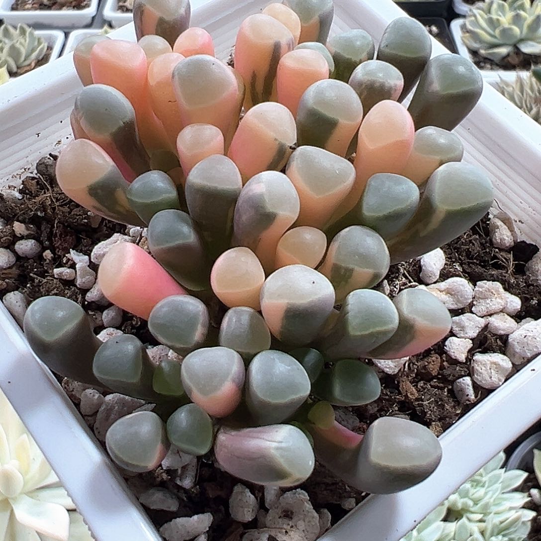 五十铃玉锦 小方花圃一物一拍