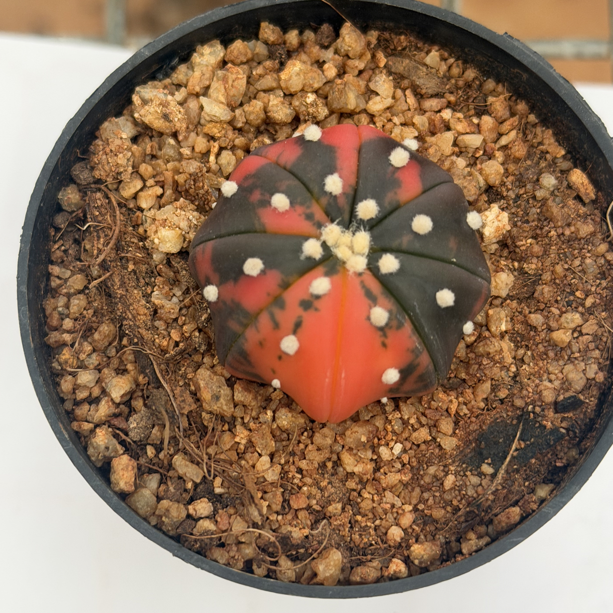 3.5cm方舟纪元兜锦仙人球一物一拍实生多肉植物盆栽（栗子）