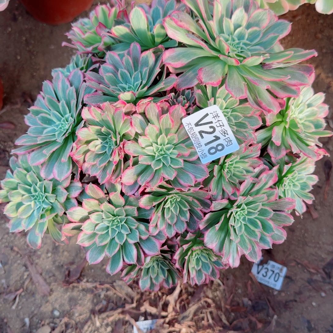 218发师冠幅28左右