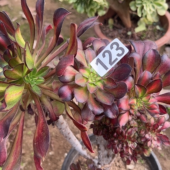 @***活多肉植物一个晚霞123