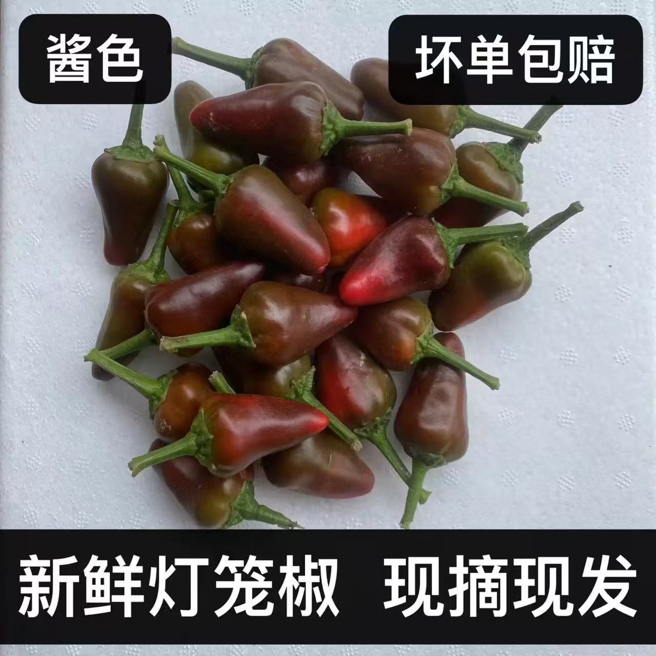 现摘新鲜子弹头辣椒灯笼椒四川贵州重庆泡椒剁椒专用酱紫色