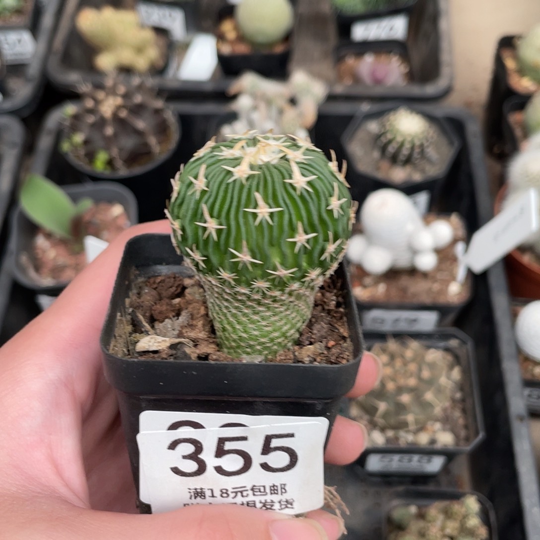 355太刀岚（满18包邮）