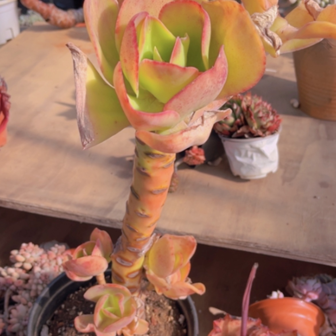 【闪购商品】柠檬卷多肉06214