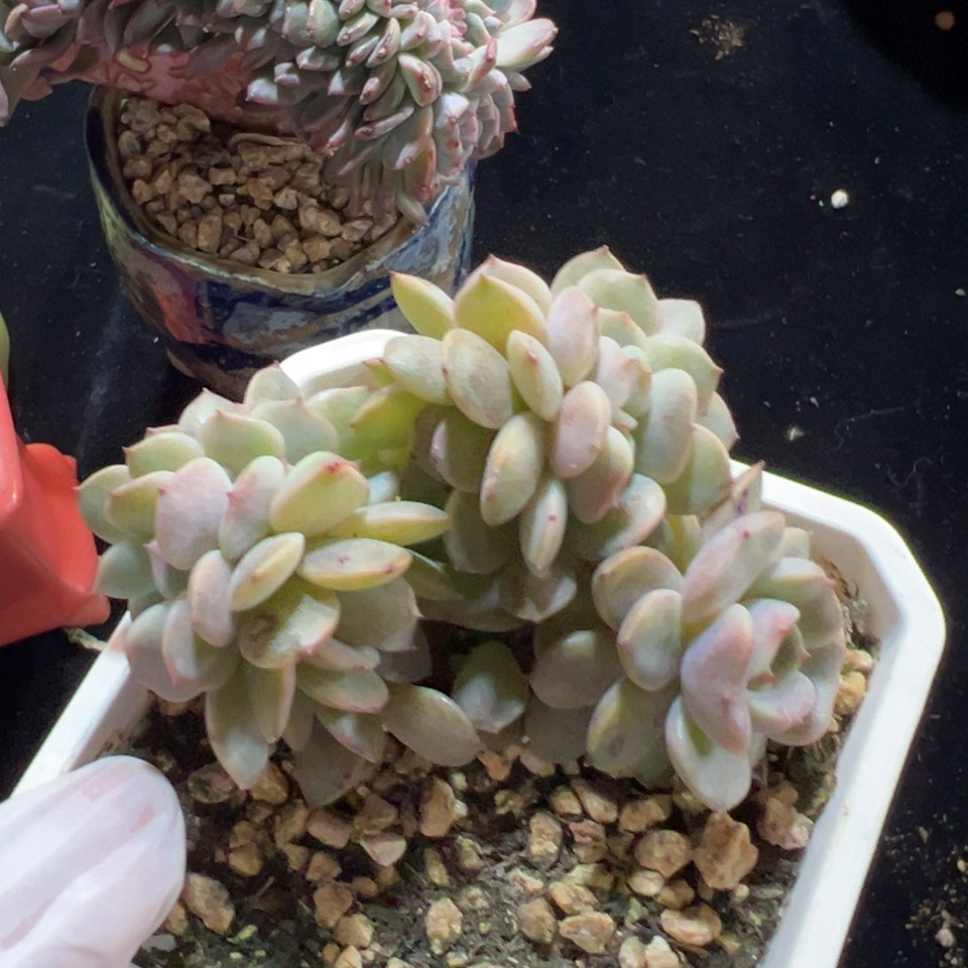 新年快乐 新年快乐 新年快乐