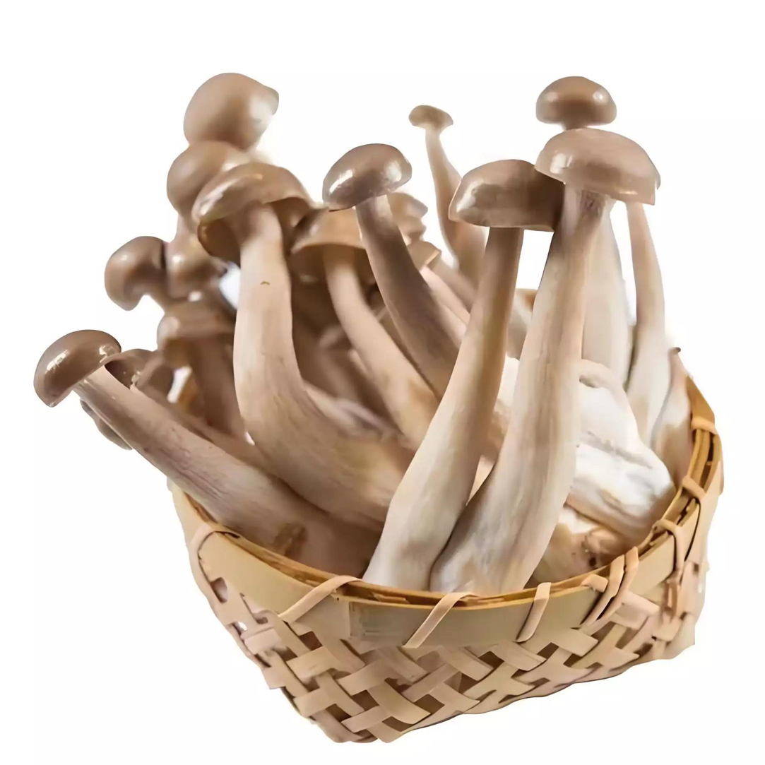 Y 鲜鹿茸菇 约300g/份