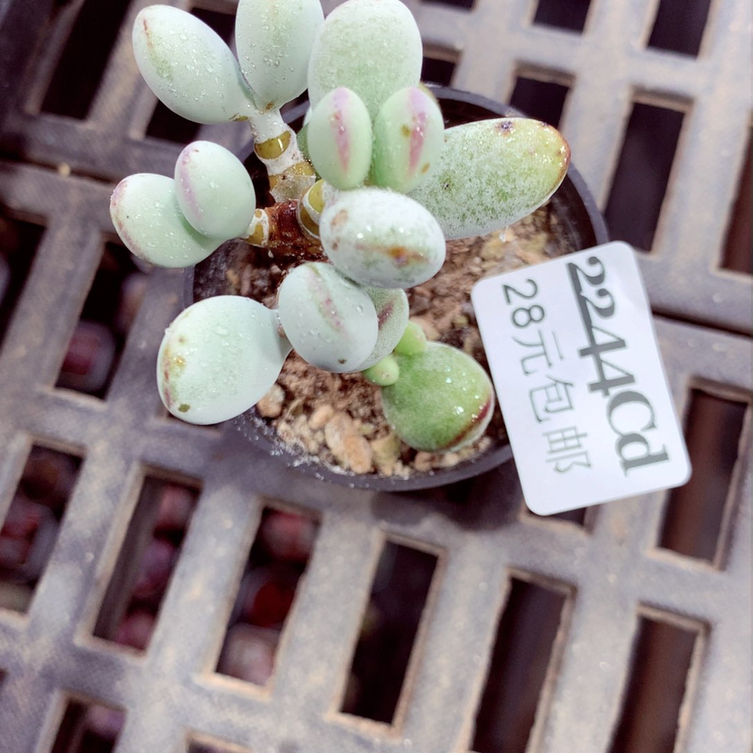 5厘米盆精控多肉2244