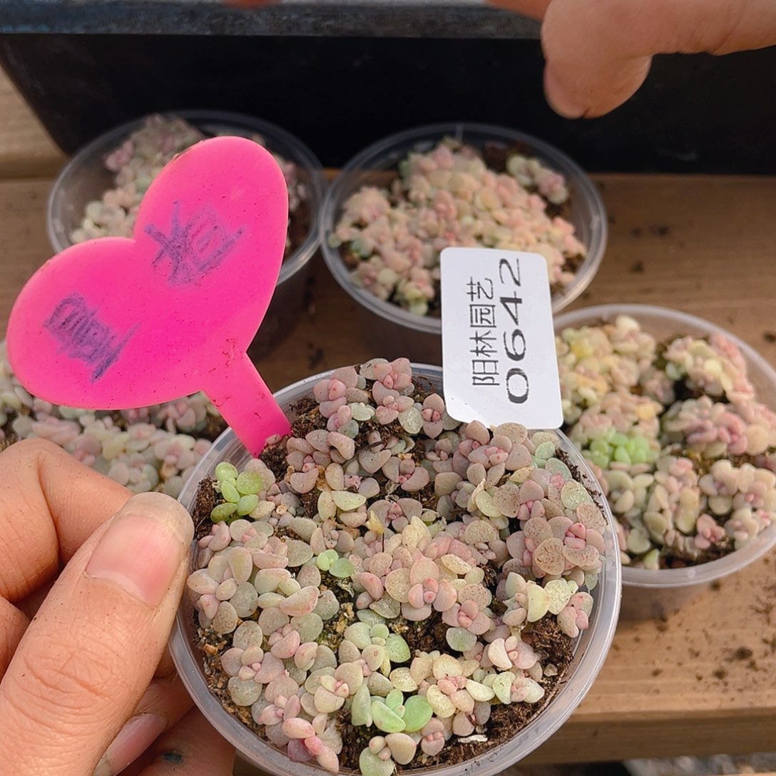 量拍多肉植物多肉植物642