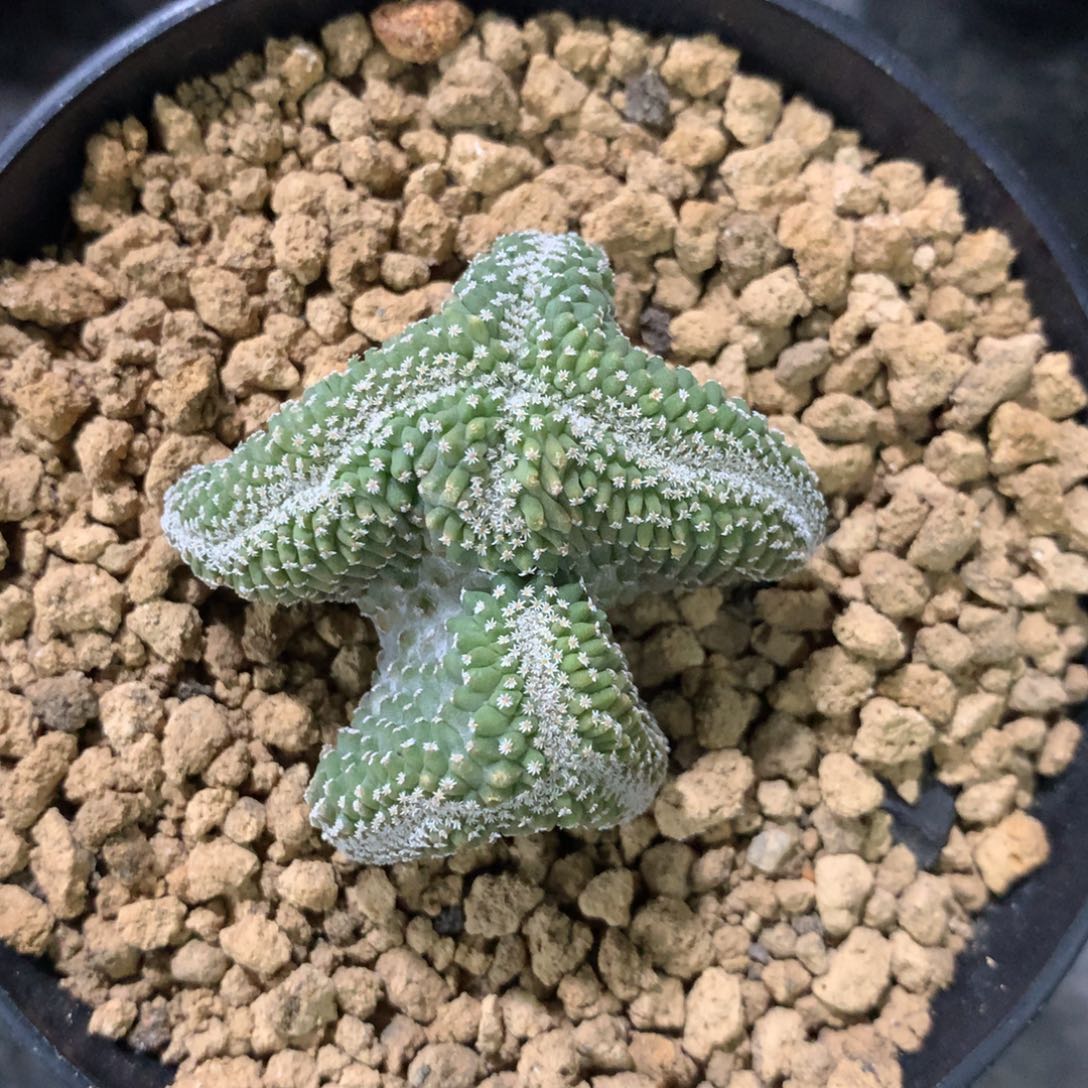 开播福利实生仙人球仙人球仙人球