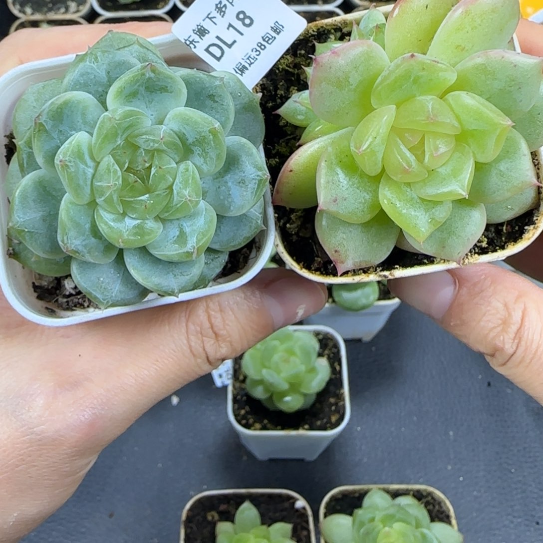 18东篱下多肉植物哈哈哈哈