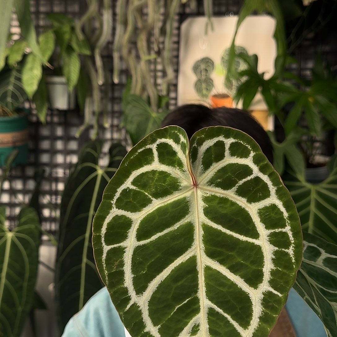 完全开放F15红铜杂米歇尔