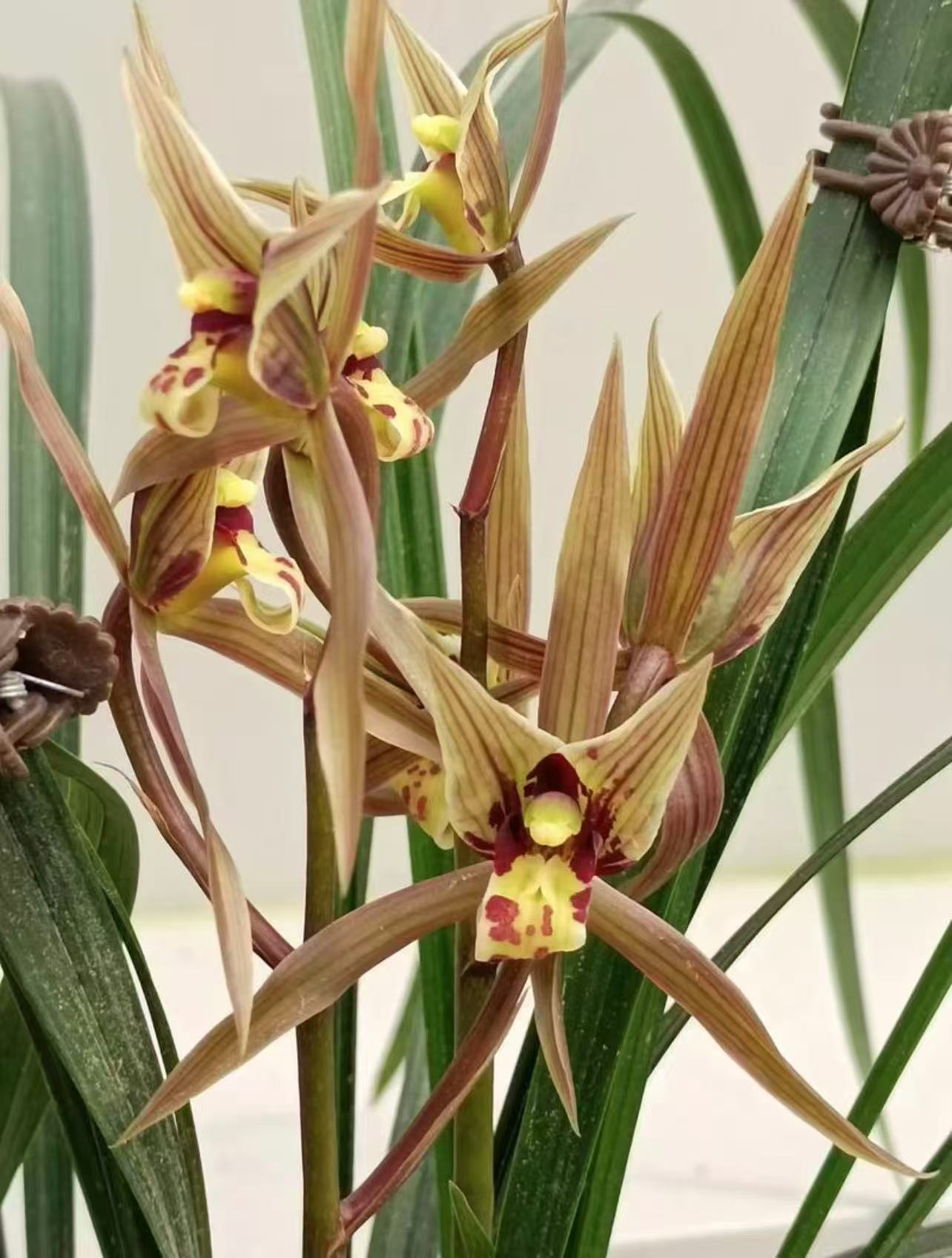 寒兰铭品 三星蝶 带花浓香型室内新手好易养绿植花卉盆栽
