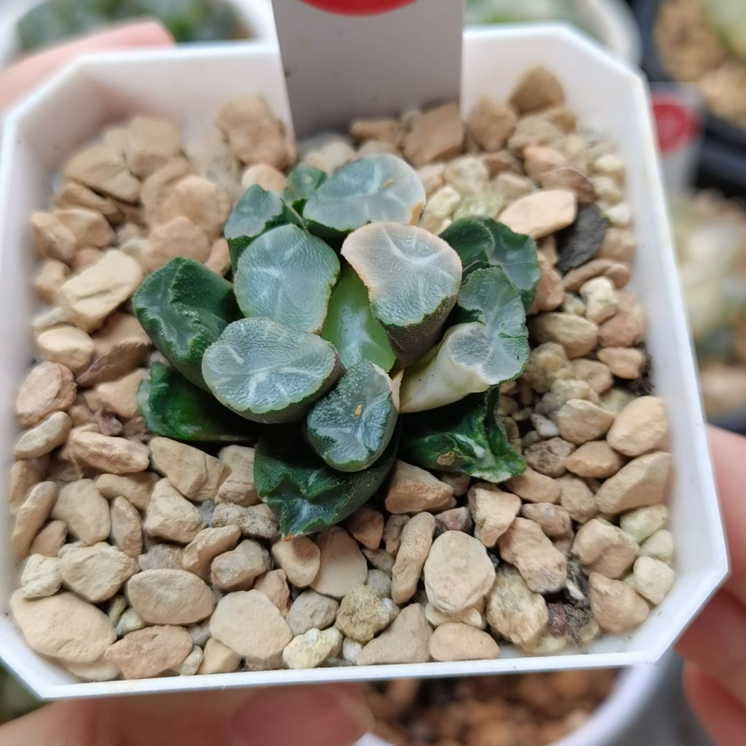 224号白瓷万象锦一物一拍带盆土发货