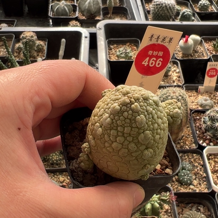 实生带崽凝蹄玉群一棵仙人球