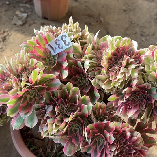 天***意多肉植物一个女巫331