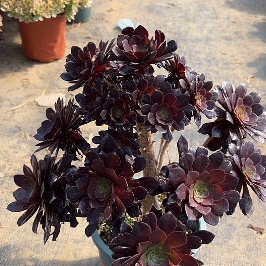 多肉植物黑茼壶28