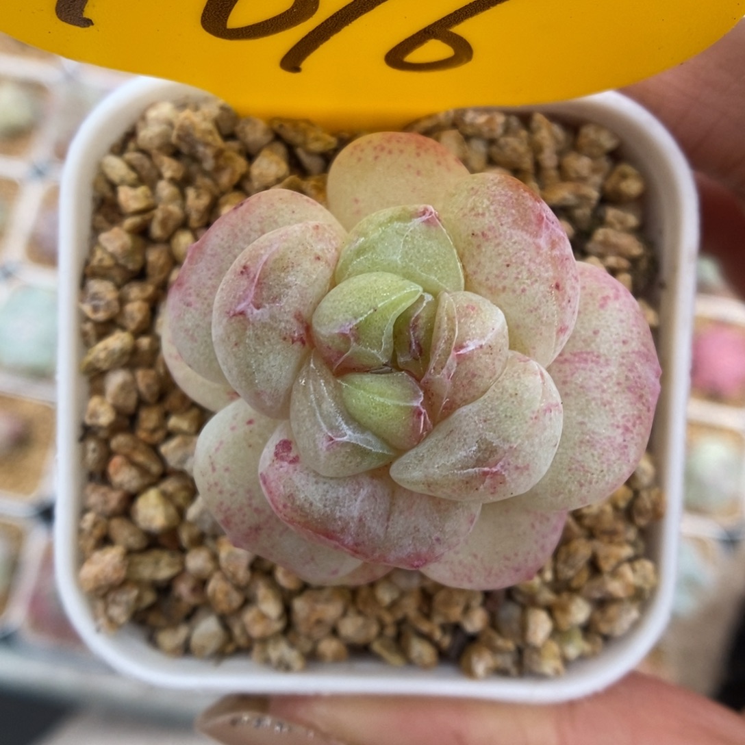 冰玉石化1016号。   