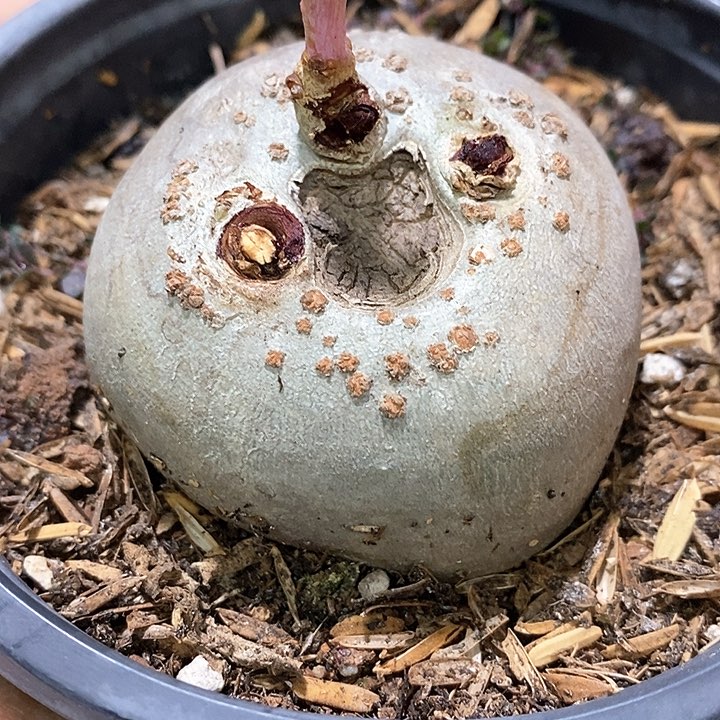 孤品实生锦珊瑚块根福利5.8cm