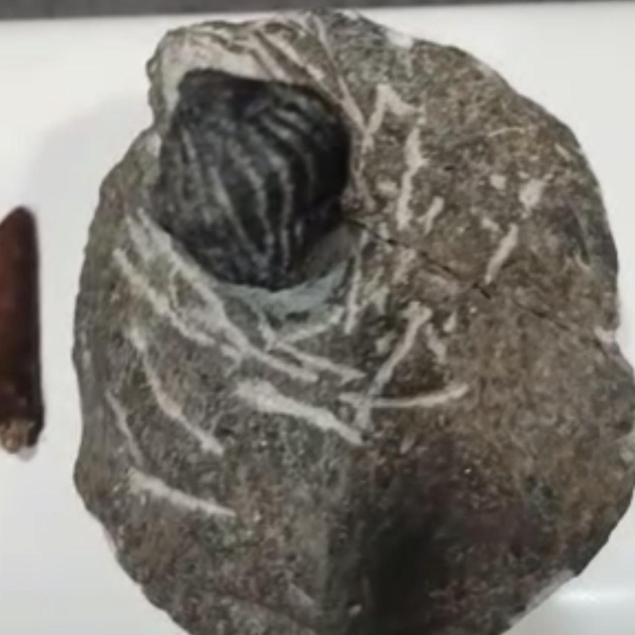 阿贝力和三叶礼品