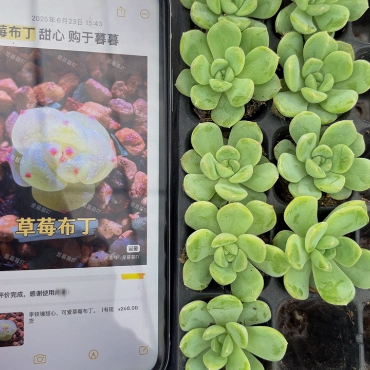 草莓布丁多肉植物