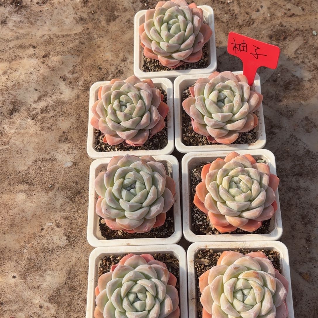 @***子釉子的冰玉好看好看