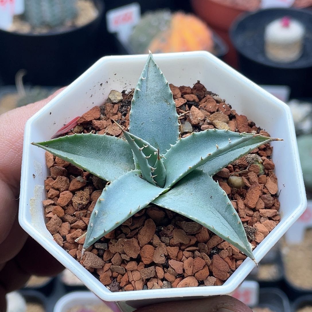 实生宽叶曲刺妖炎 致远多肉