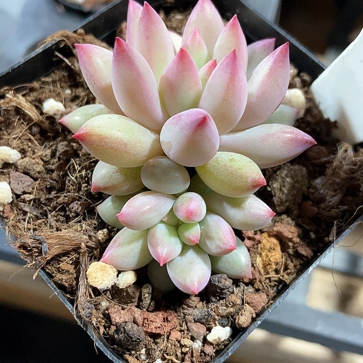 多肉植物虞美人123