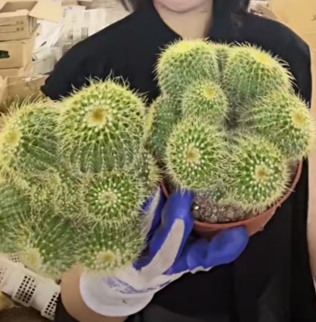 二妹园艺【 2颗 群生金冠  嫁接落地根 】【清货价】脱土随机发货