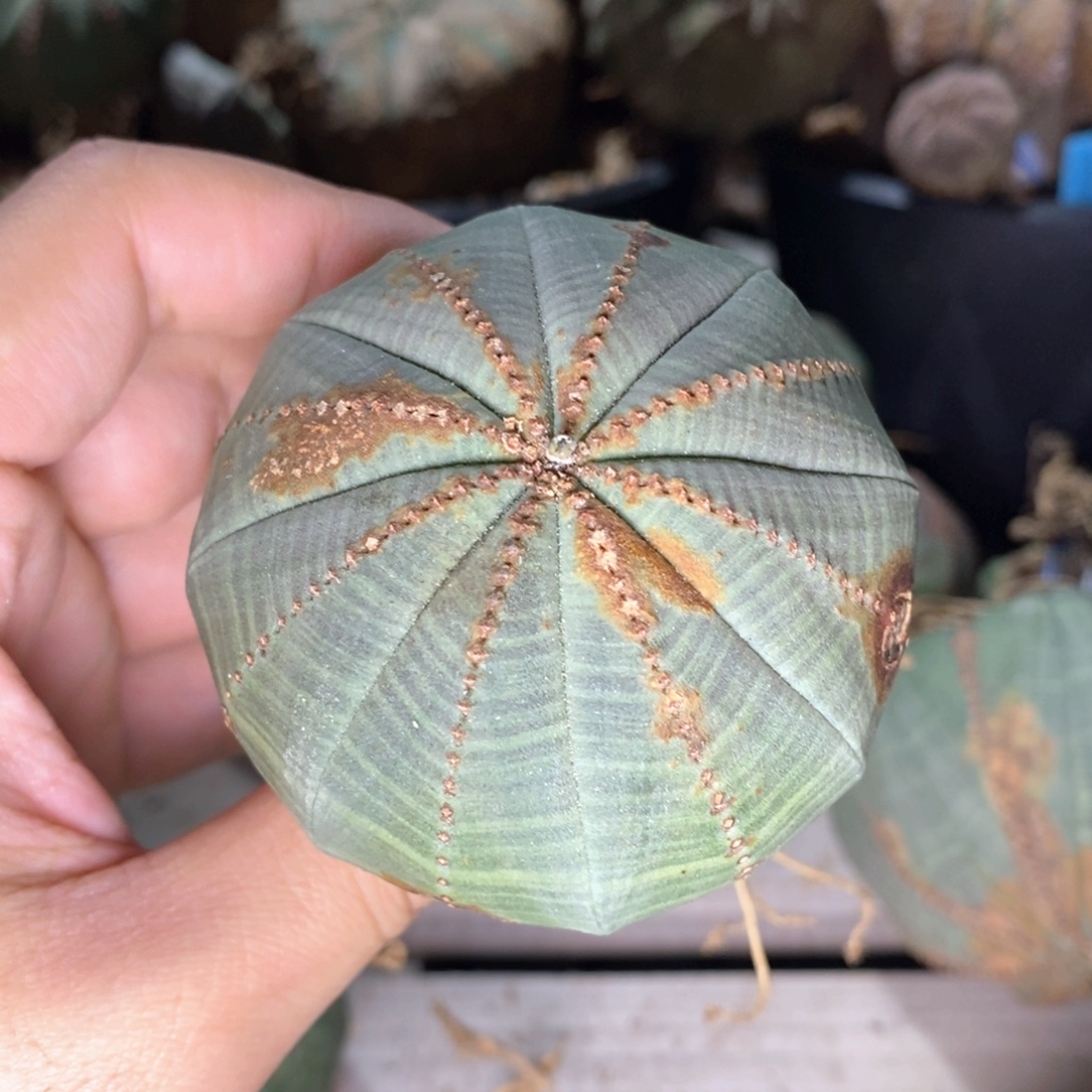 礻***人3 欧系实生布纹球多肉植物