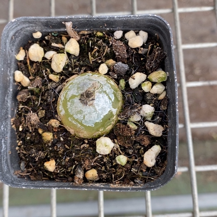 小****?伯克利和格蕾纳等著名音乐