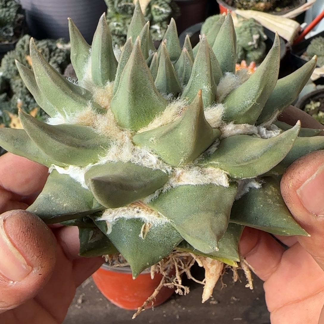 【闪购商品】11厘米萝卜根龙牙