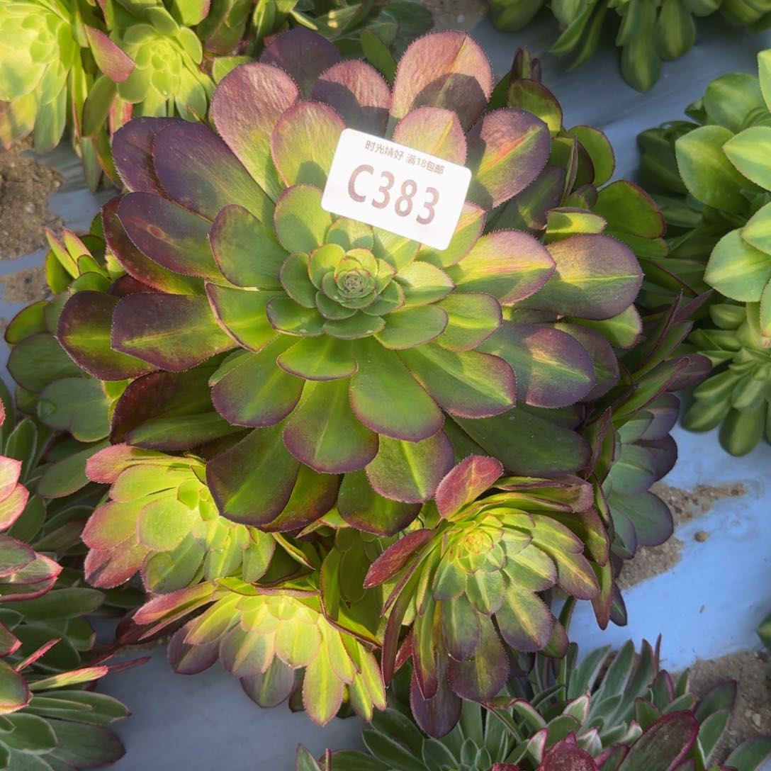 383中斑多肉植物