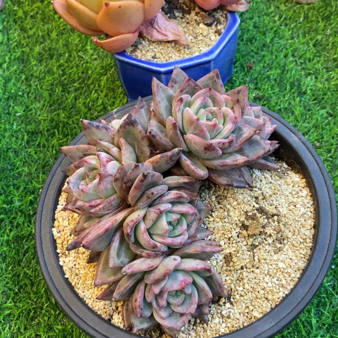 朵朵香槟缀化，12345769767