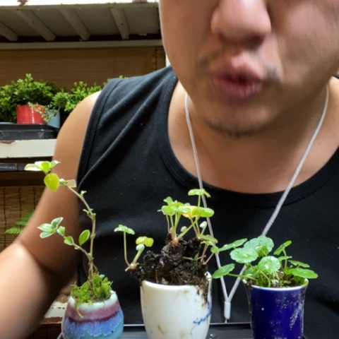 红陶一物一拍所见即所得10