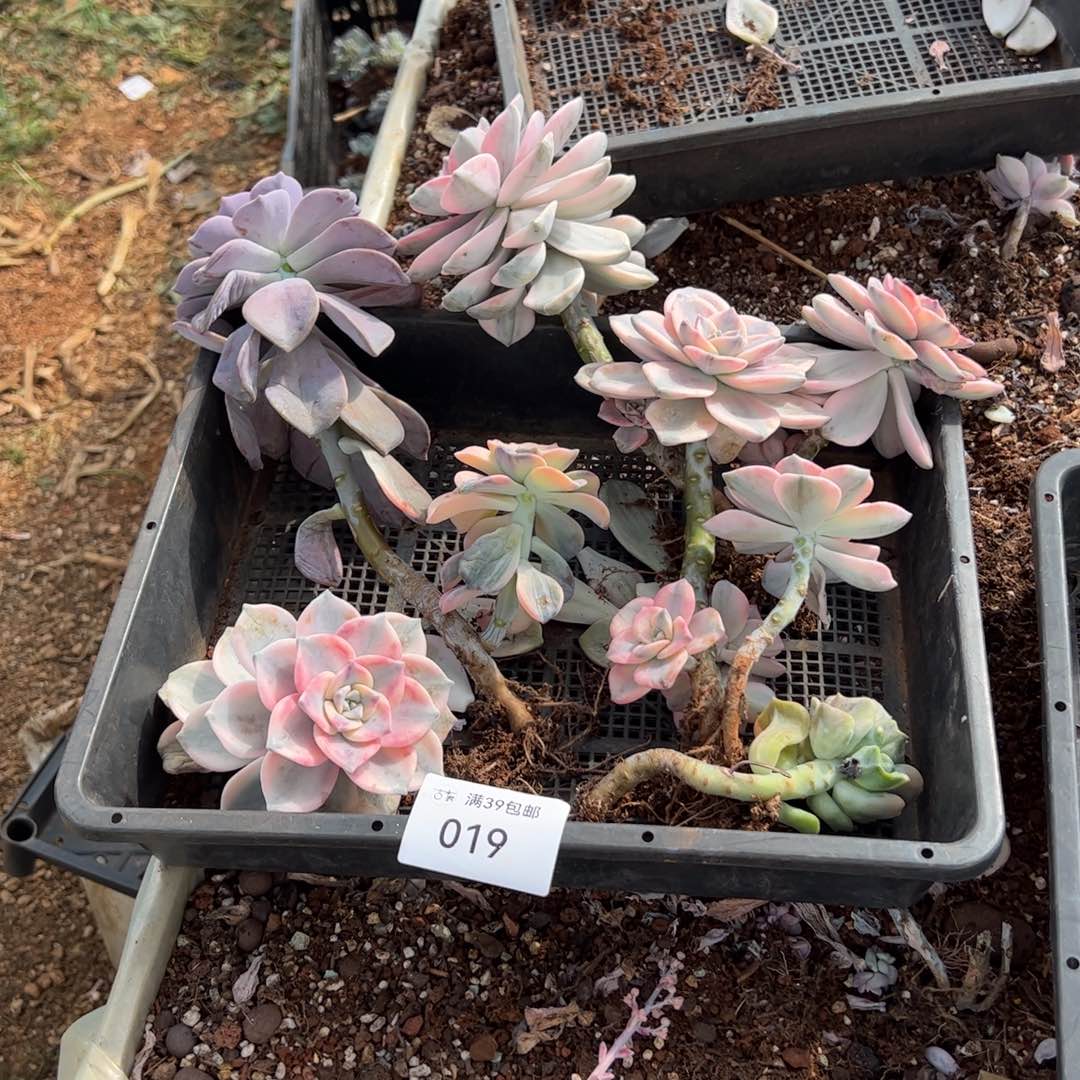 019紫乐锦老桩多肉植物