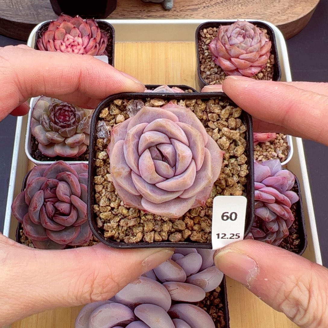 好好看60、哈哈哈哈