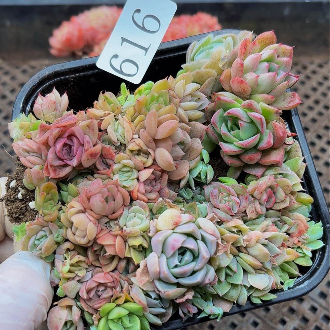 多肉植物多肉植物616