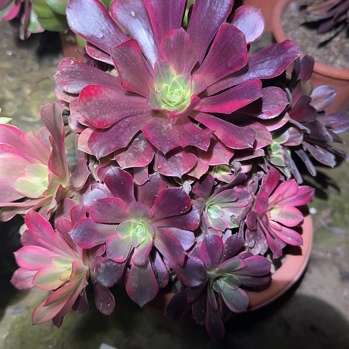 精品美杜莎捧花亏本福利37