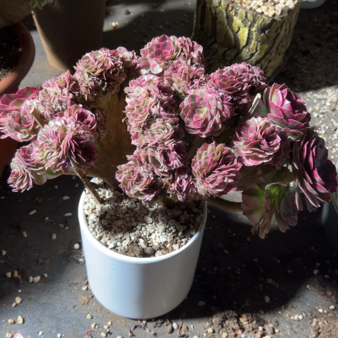 花****倾城缀化老桩厚板