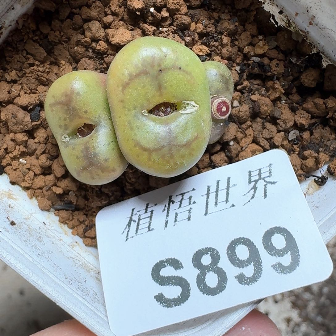 899号多肉植物哇f gb