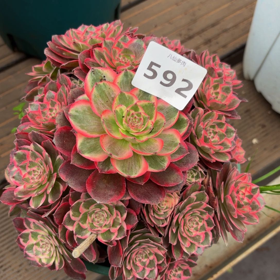 592多肉植物云河