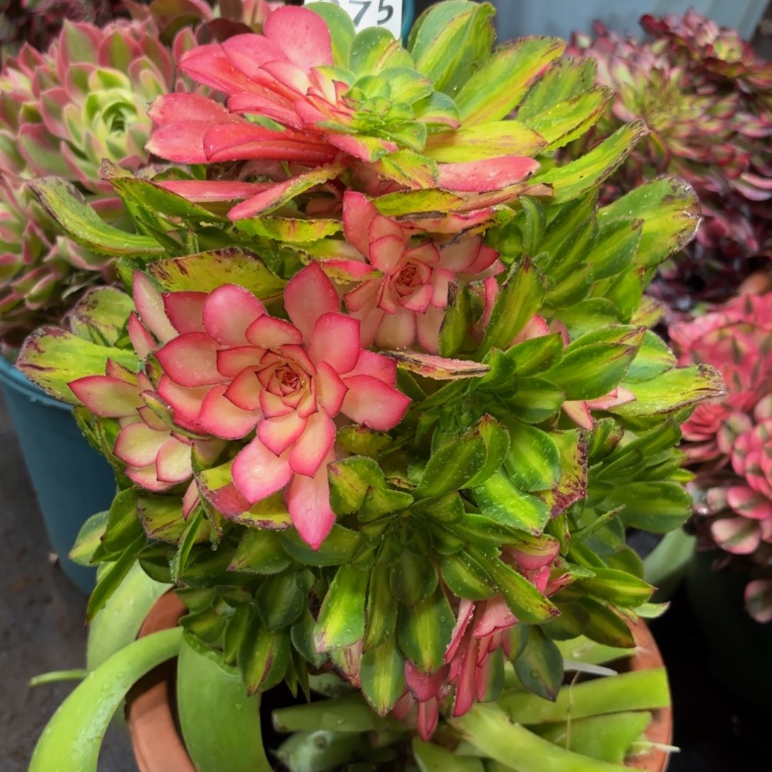 275多肉植物知否嫁接