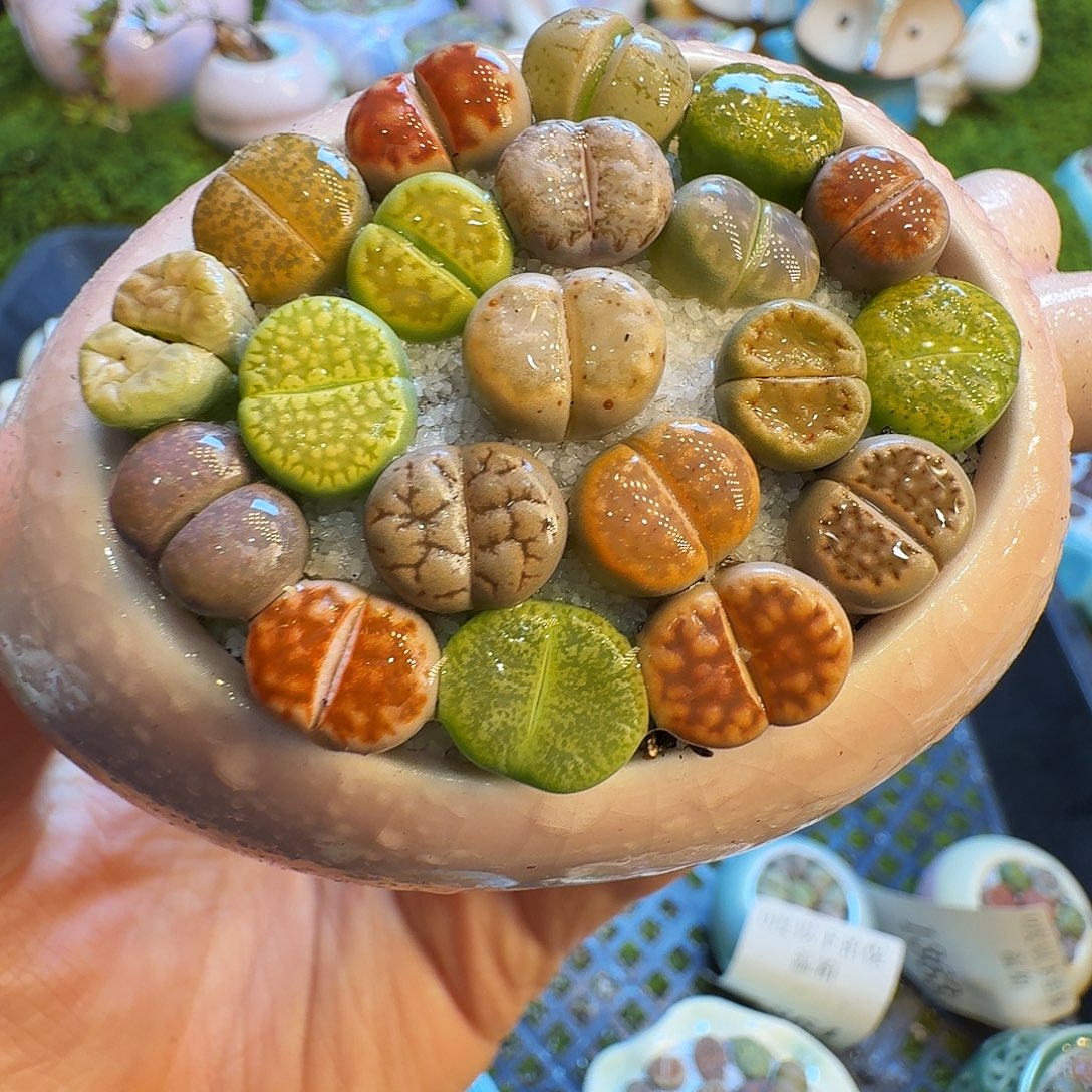 多肉植物福利冲1388