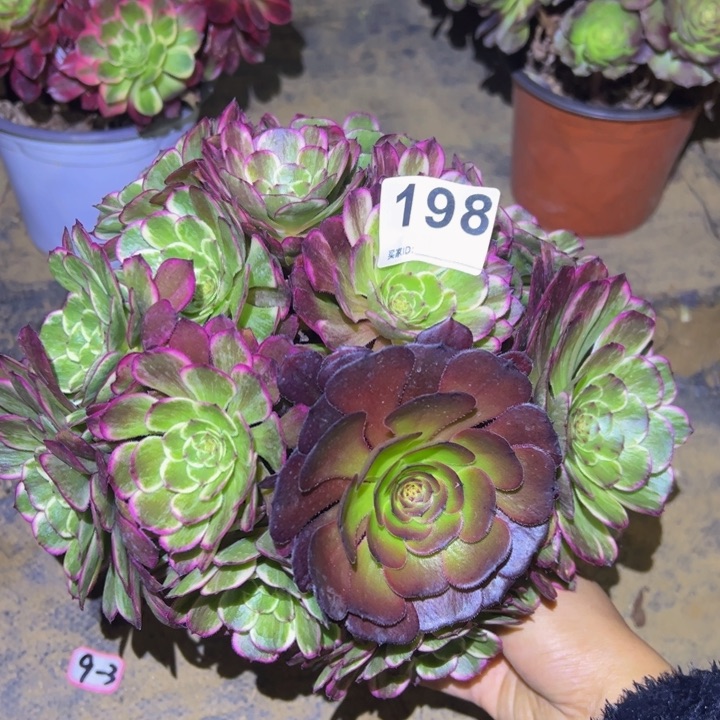 水墨画多肉植物198