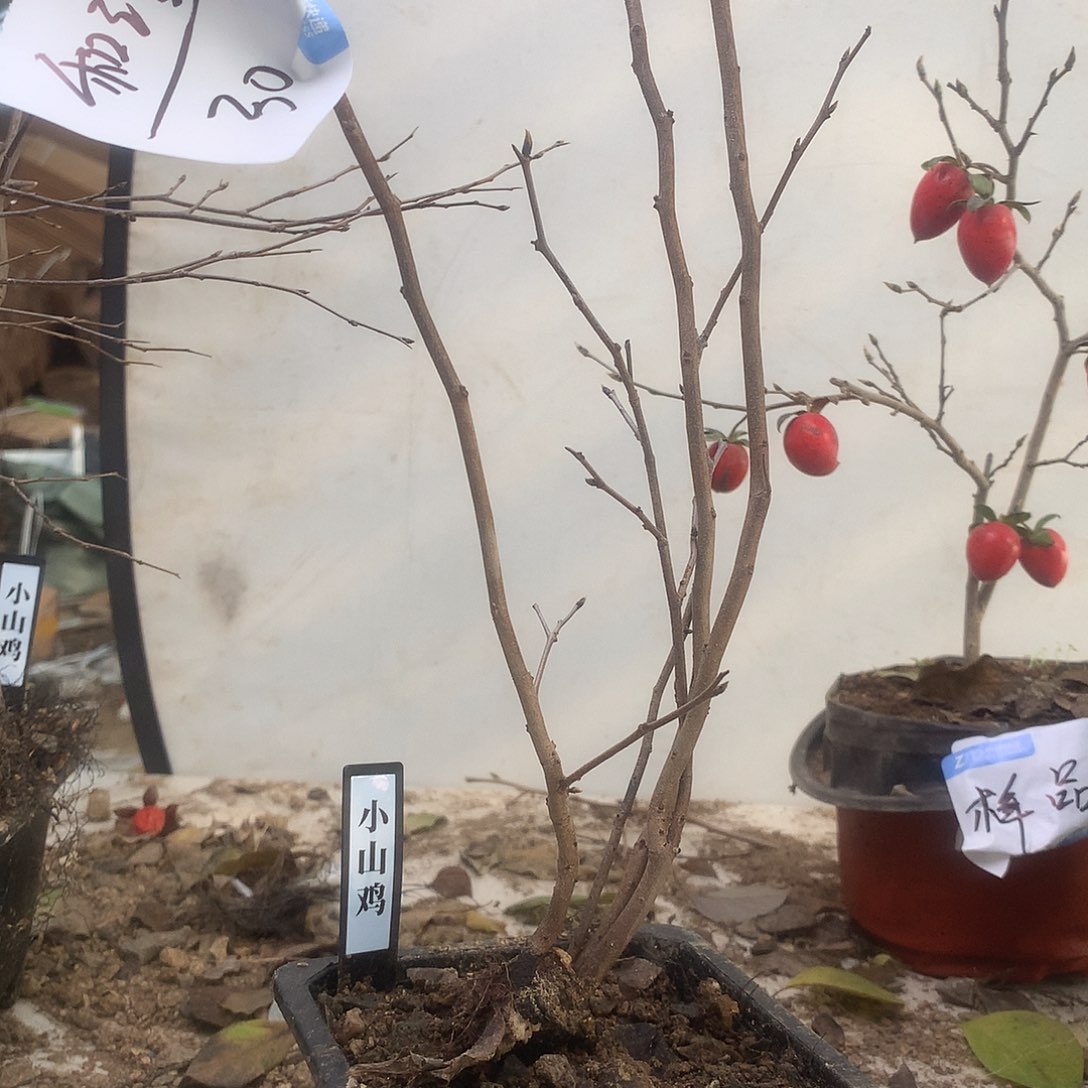 和***谐完全开放老鸦小说系列小说