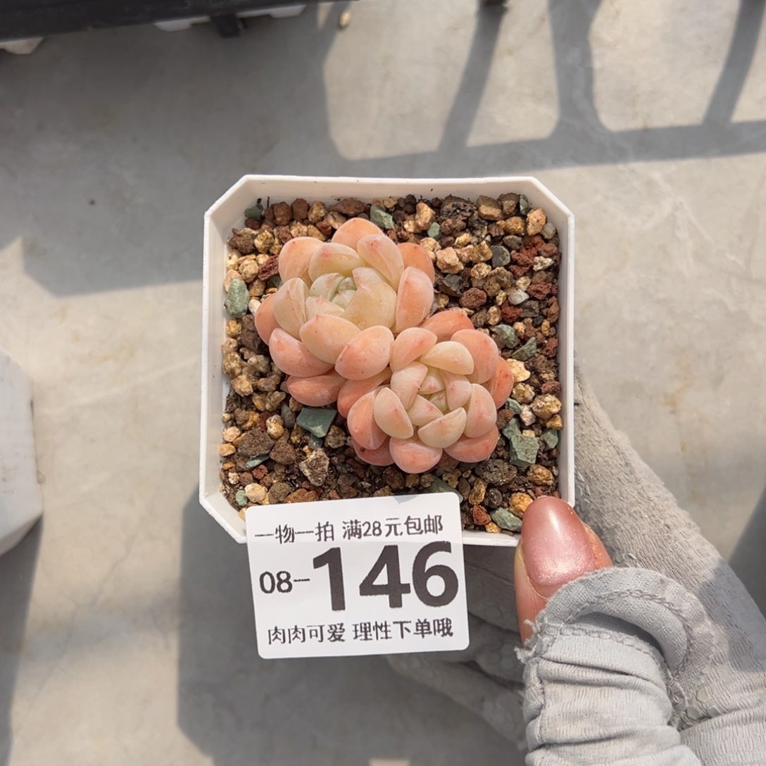 冰糕多肉多肉多肉多肉