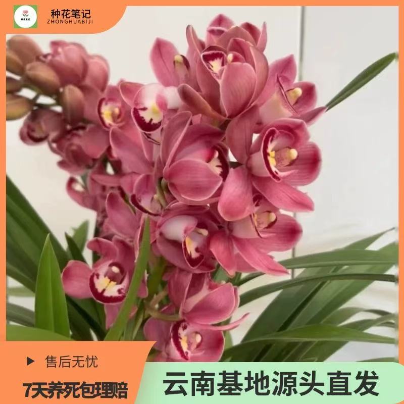 【葡萄美酒蕙兰】大花蕙兰带花苞出售 室内盆栽花卉绿植年宵花卉