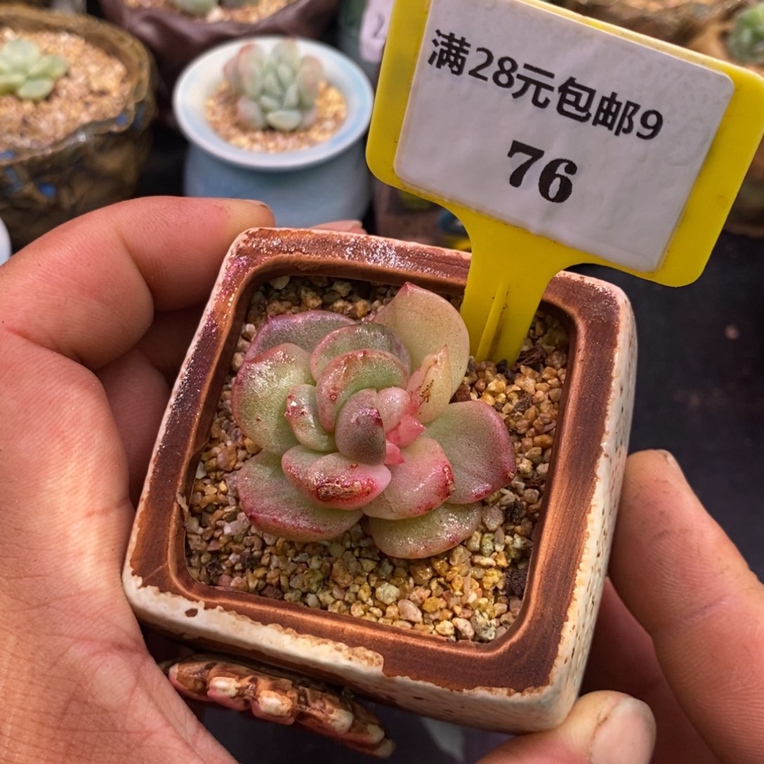 976糖心石化带锦的